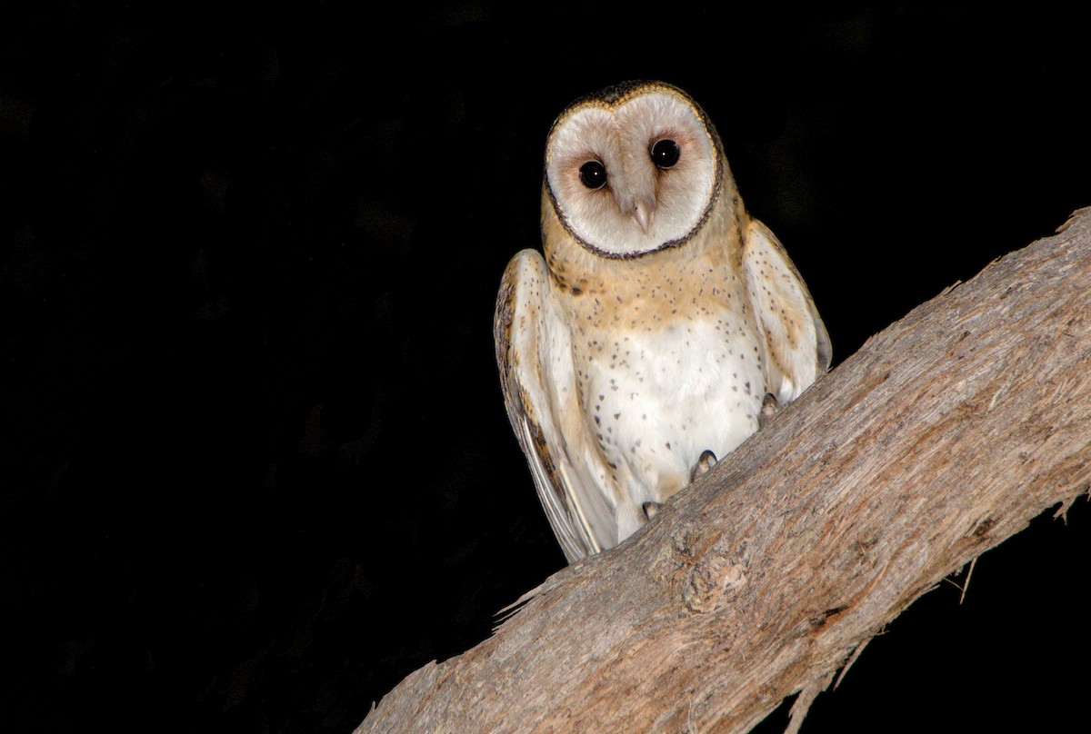 Australian Masked-Owl - ML616758873