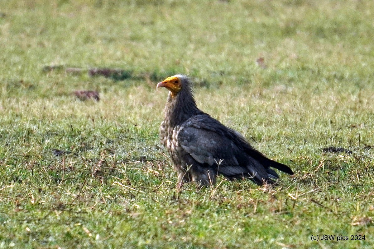 Egyptian Vulture - ML616758878