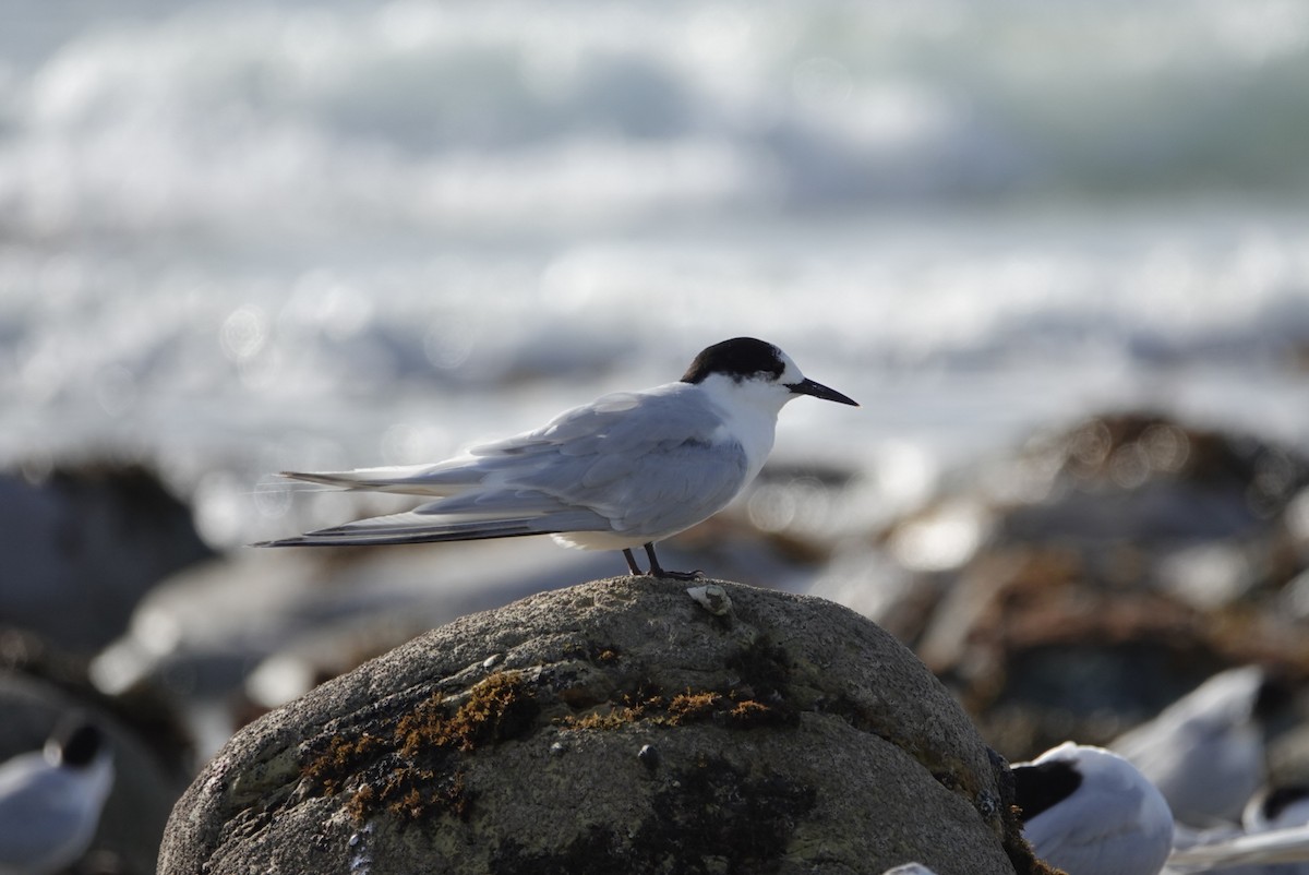 White-fronted Tern - ML616758890