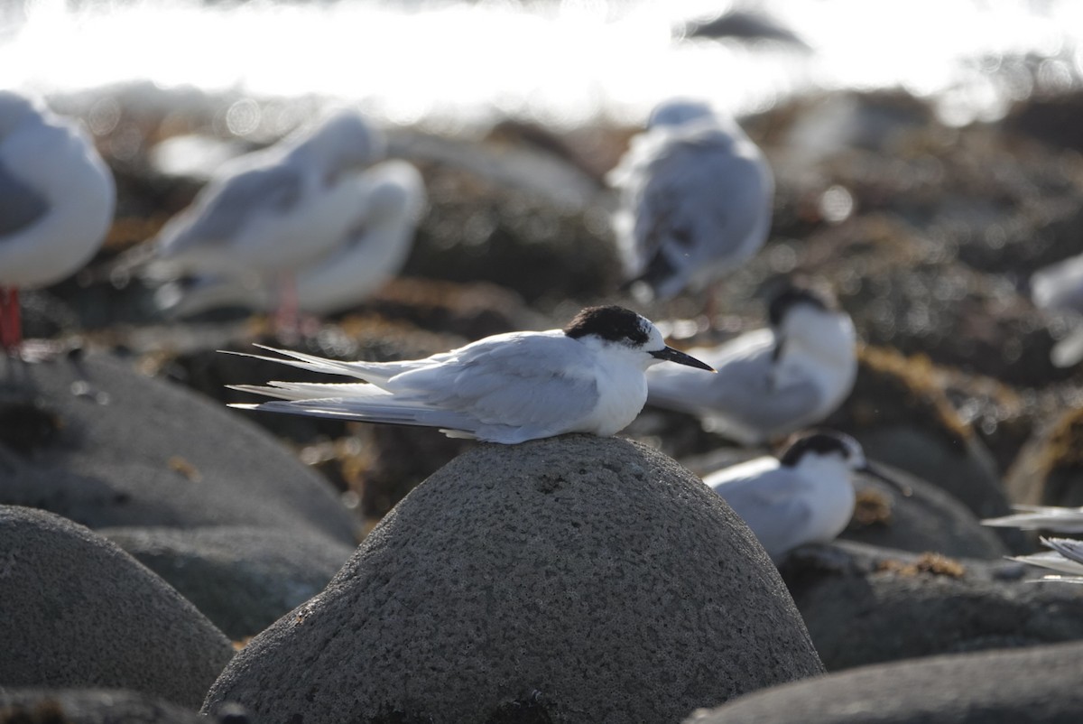 White-fronted Tern - ML616758891
