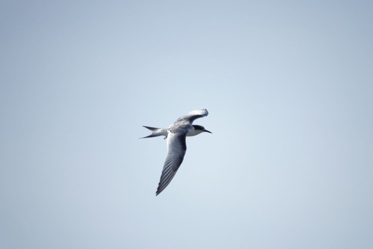White-fronted Tern - ML616758892