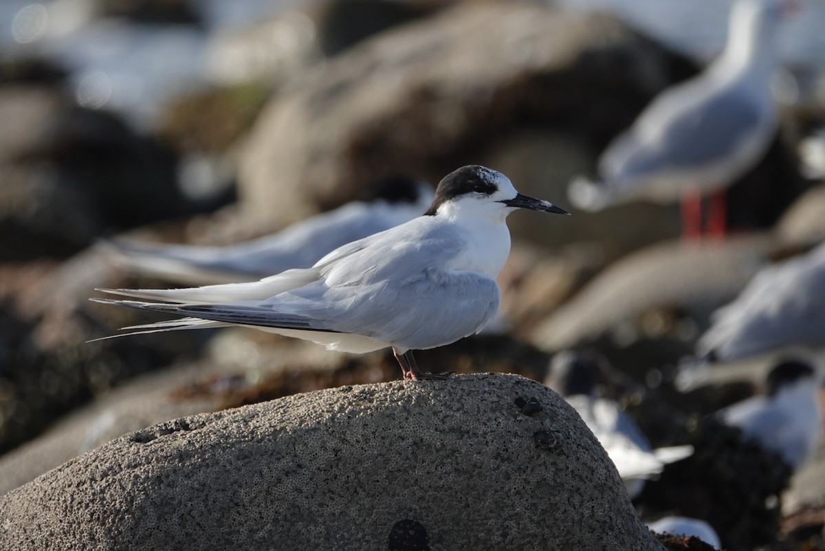 White-fronted Tern - ML616758893
