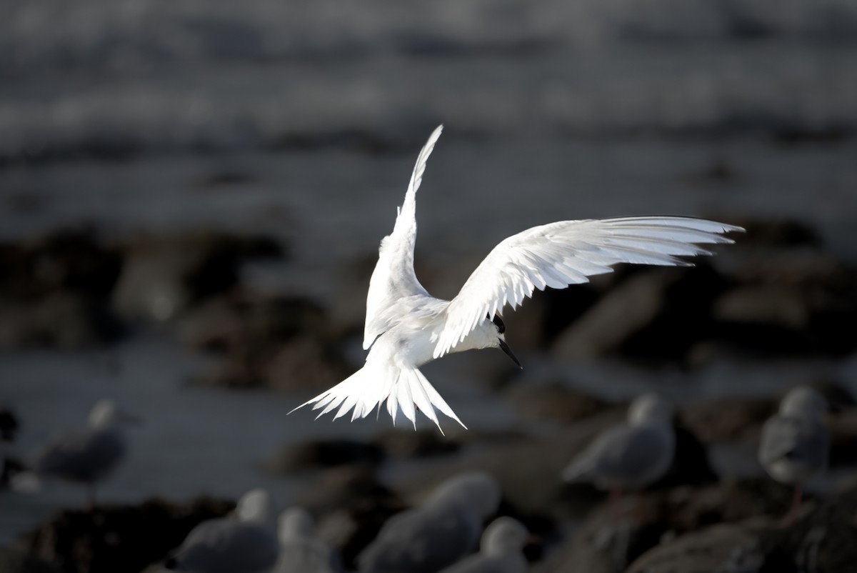 White-fronted Tern - ML616758894