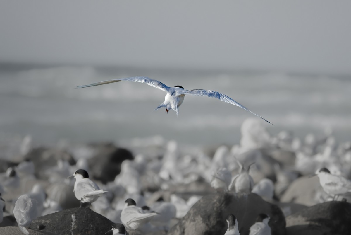 White-fronted Tern - ML616758896