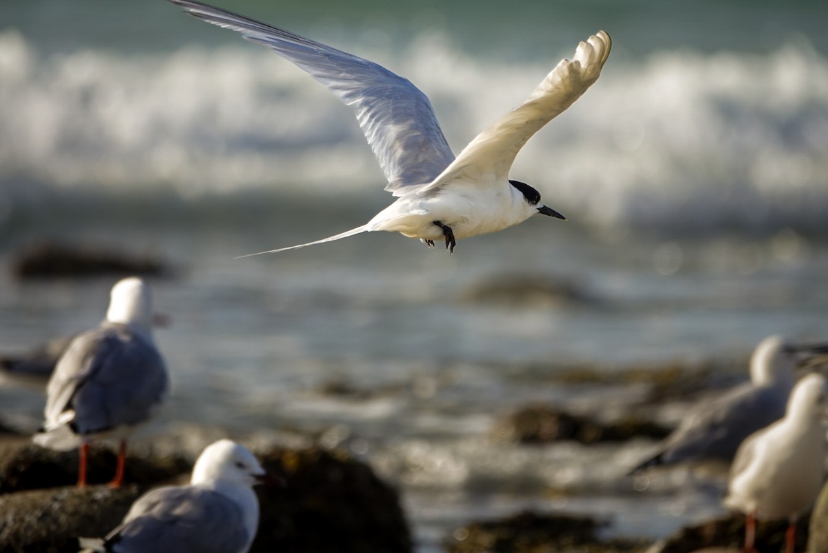 White-fronted Tern - ML616758897