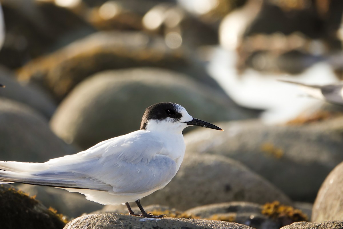 White-fronted Tern - ML616758898