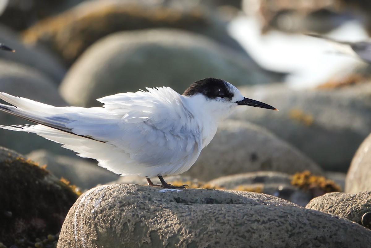 White-fronted Tern - ML616758899