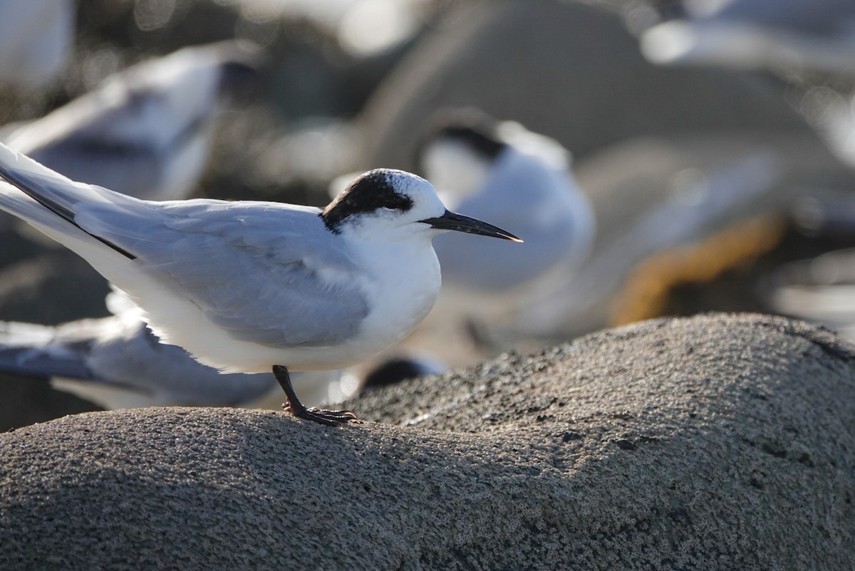 White-fronted Tern - ML616758900