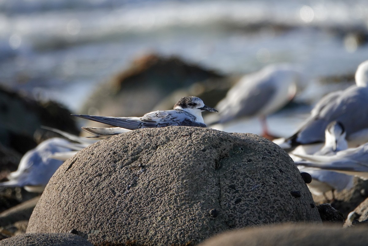White-fronted Tern - ML616758901