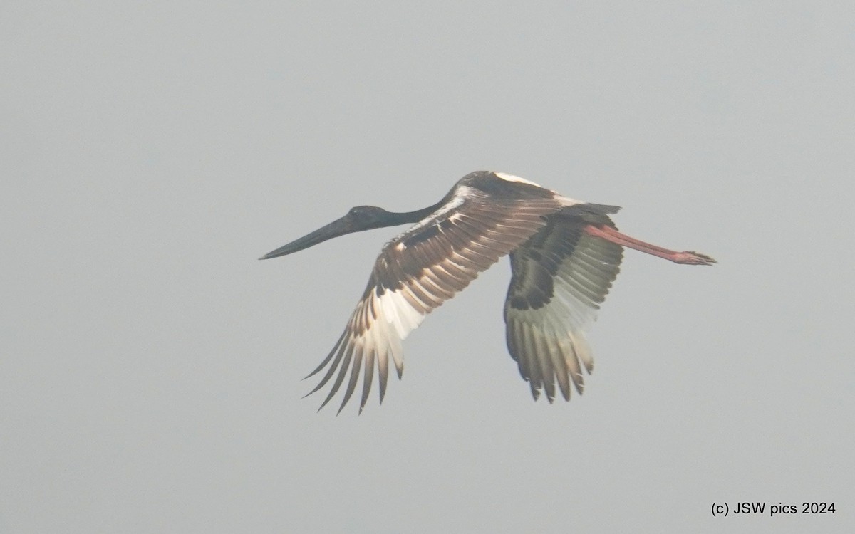 Black-necked Stork - Jaswinder Waraich