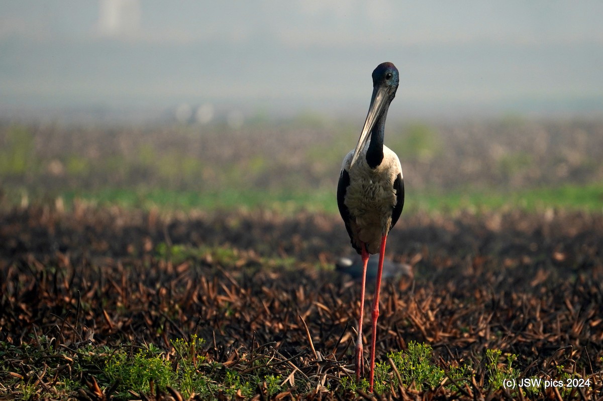 Black-necked Stork - ML616758978