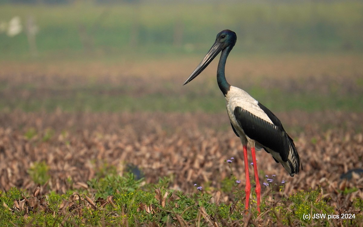 Black-necked Stork - Jaswinder Waraich