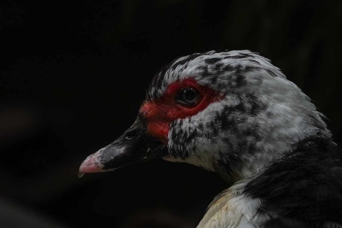 Muscovy Duck (Domestic type) - ML616759077