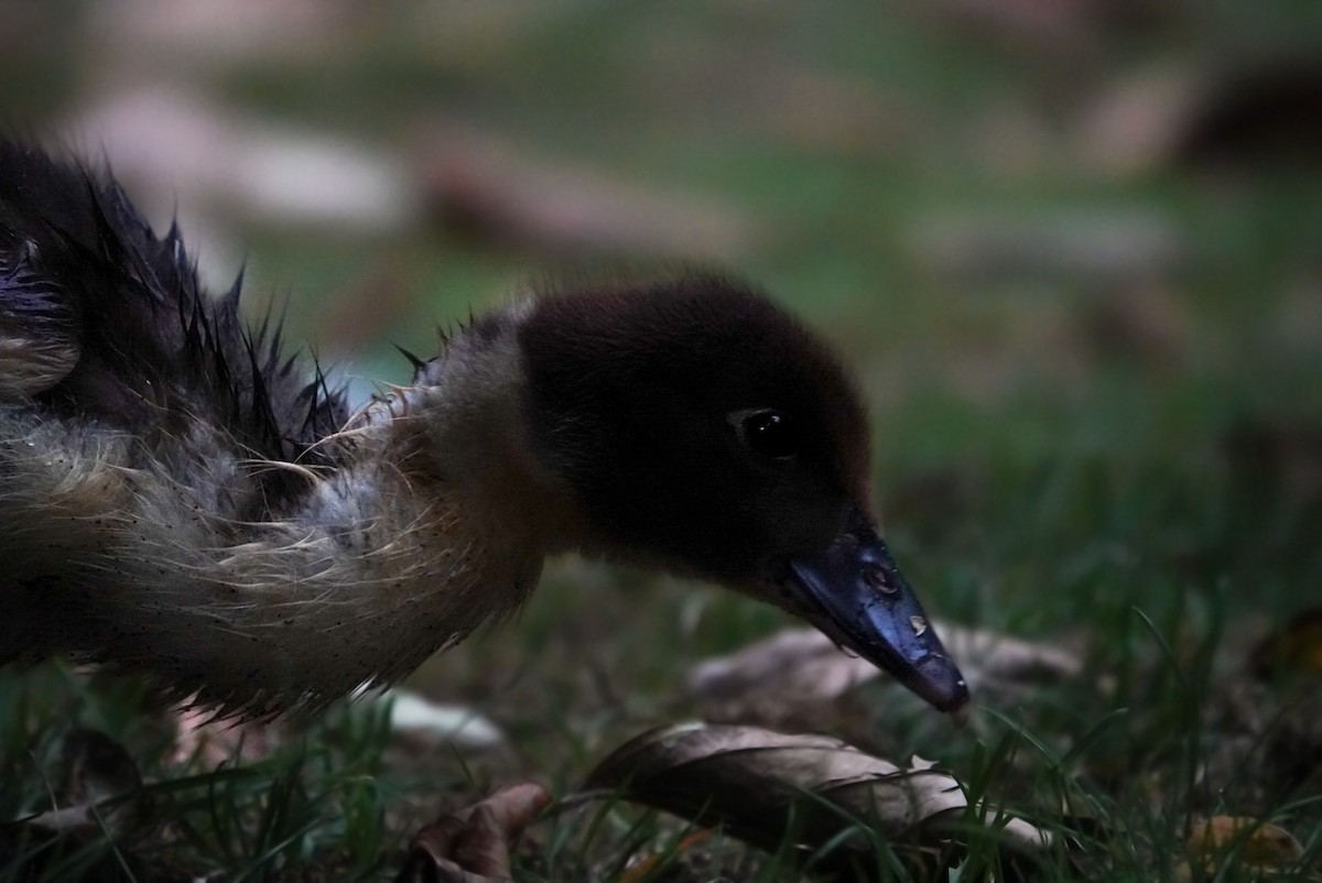 Muscovy Duck (Domestic type) - Alfie Benbow