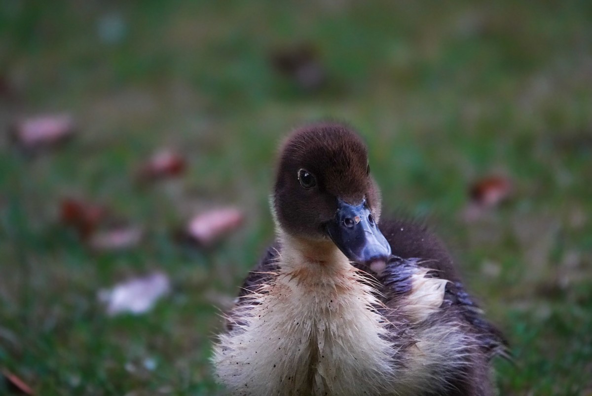 Muscovy Duck (Domestic type) - ML616759081