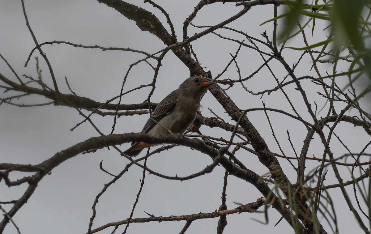 Mistletoebird - shorty w