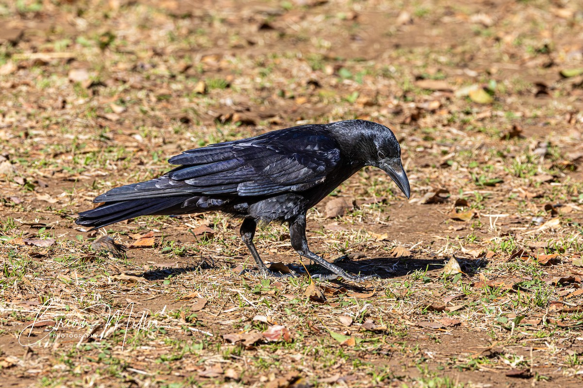 Large-billed Crow - ML616759400