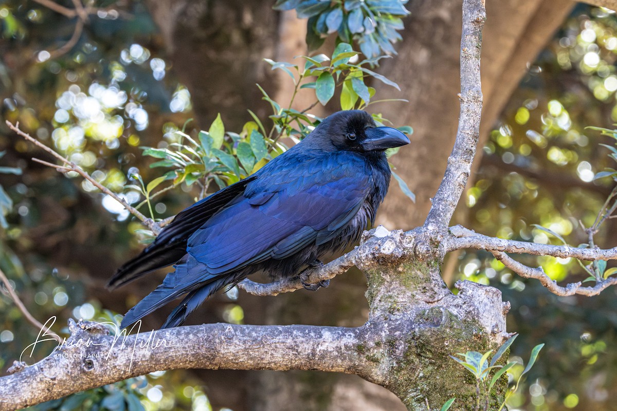 Large-billed Crow - ML616759401