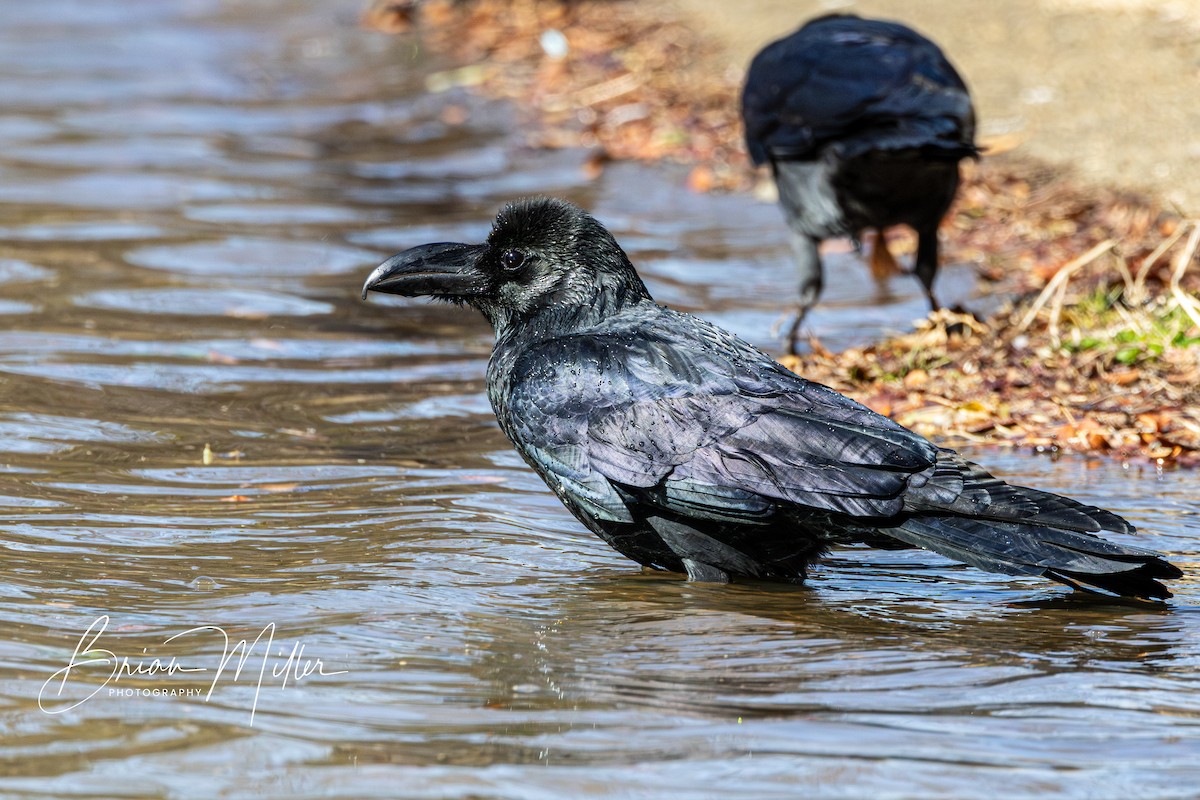 Large-billed Crow - ML616759402