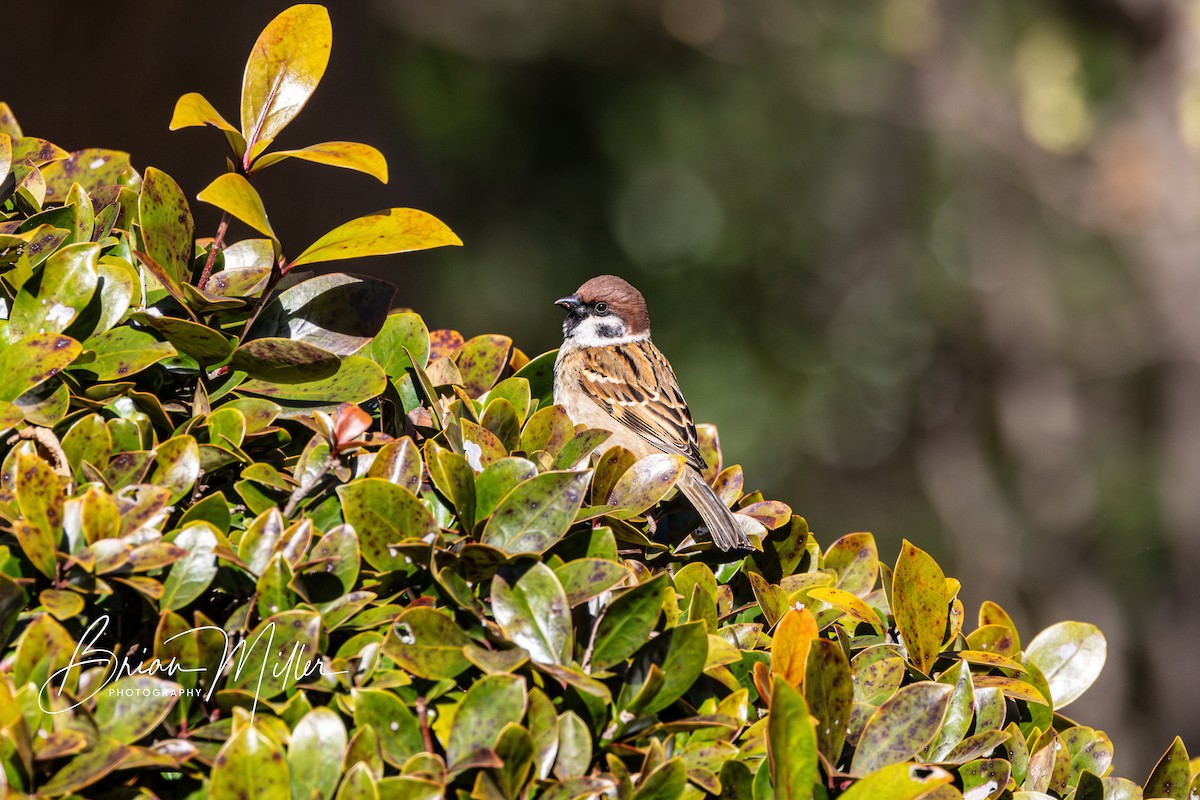 Eurasian Tree Sparrow - ML616759431