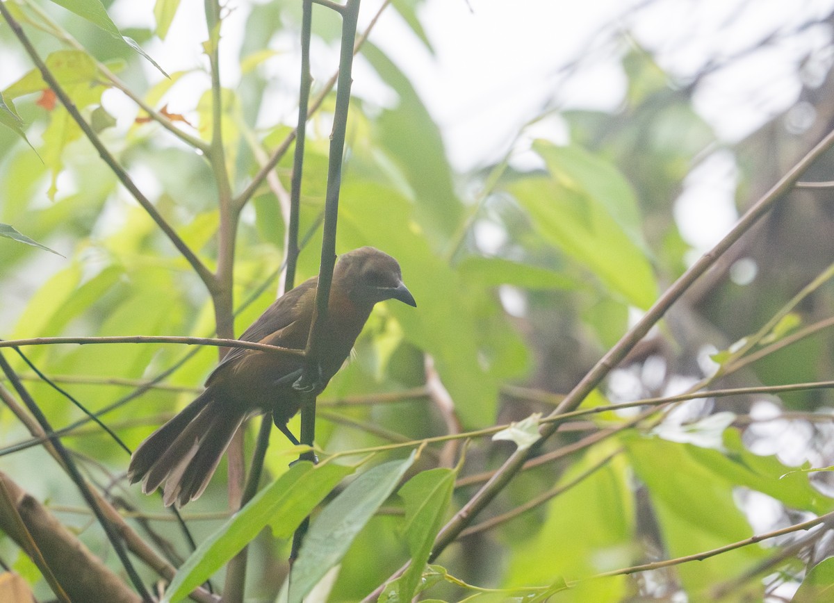 Black-cheeked Ant-Tanager - ML616759712