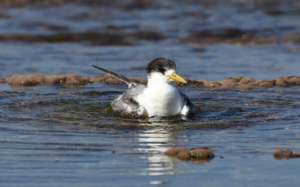 Great Crested Tern - ML616759782