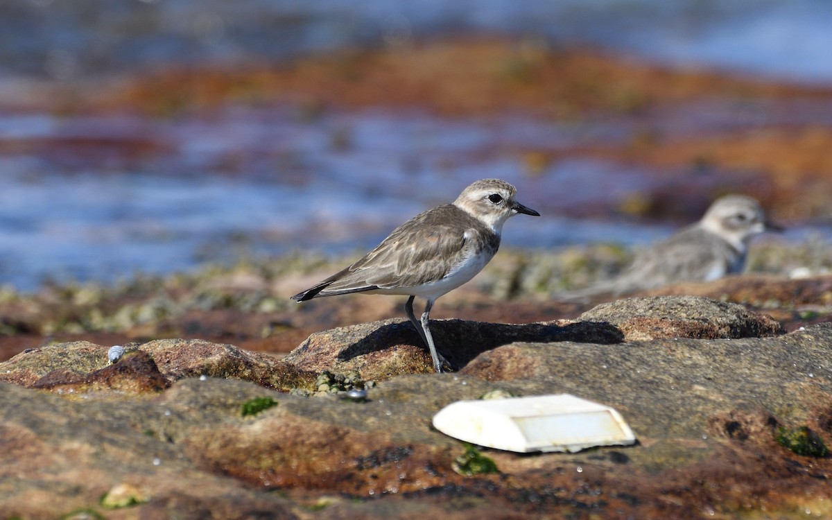 Double-banded Plover - ML616759802