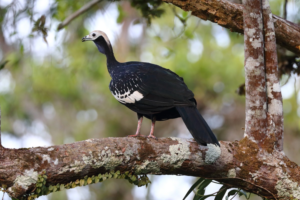 Blue-throated Piping-Guan - ML616759892