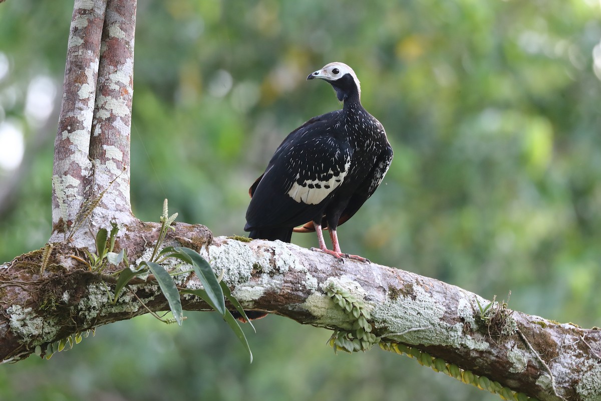 Blue-throated Piping-Guan - ML616759893