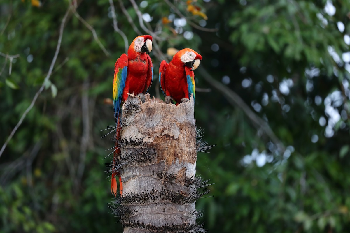 Scarlet Macaw - ML616759951