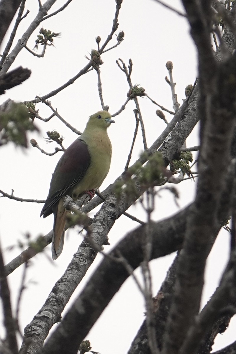 Wedge-tailed Green-Pigeon - ML616760001