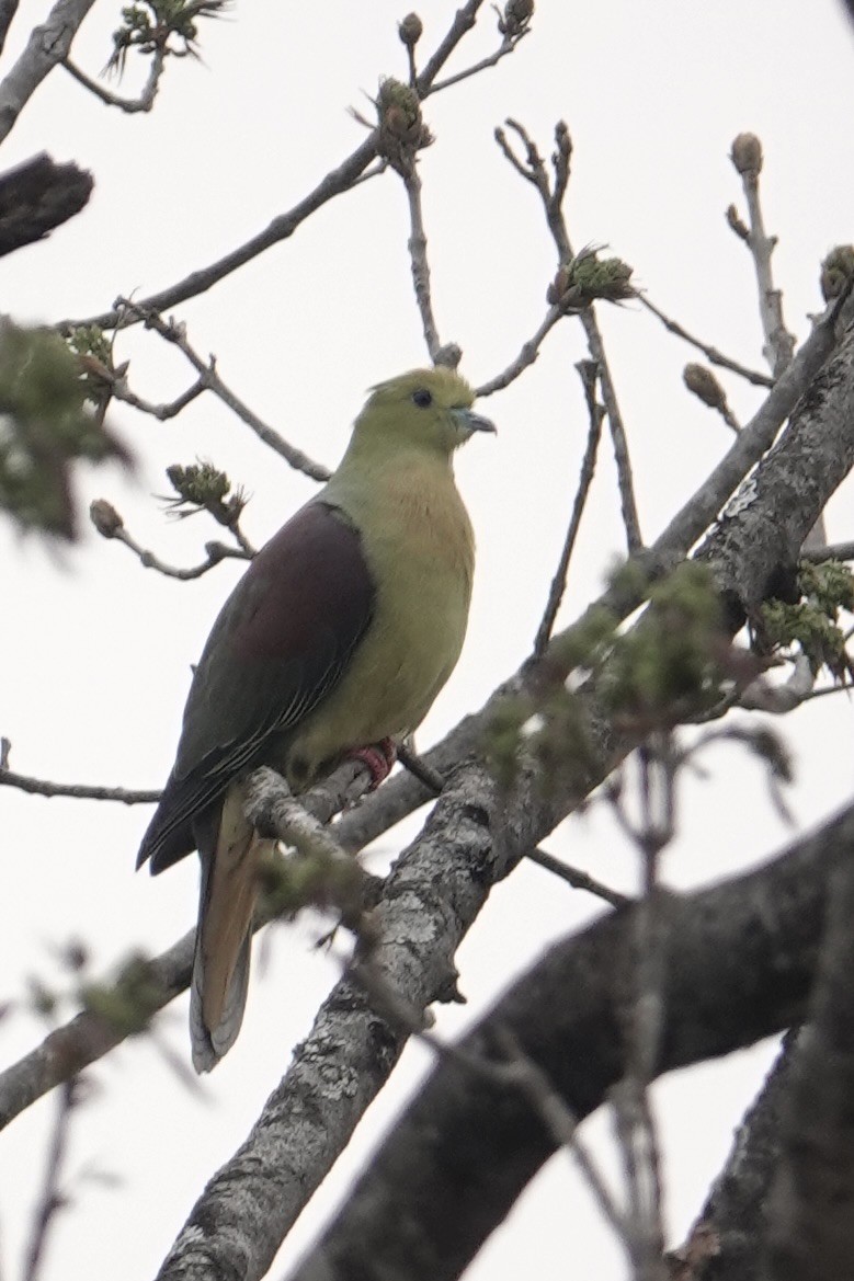 Wedge-tailed Green-Pigeon - David Oulsnam