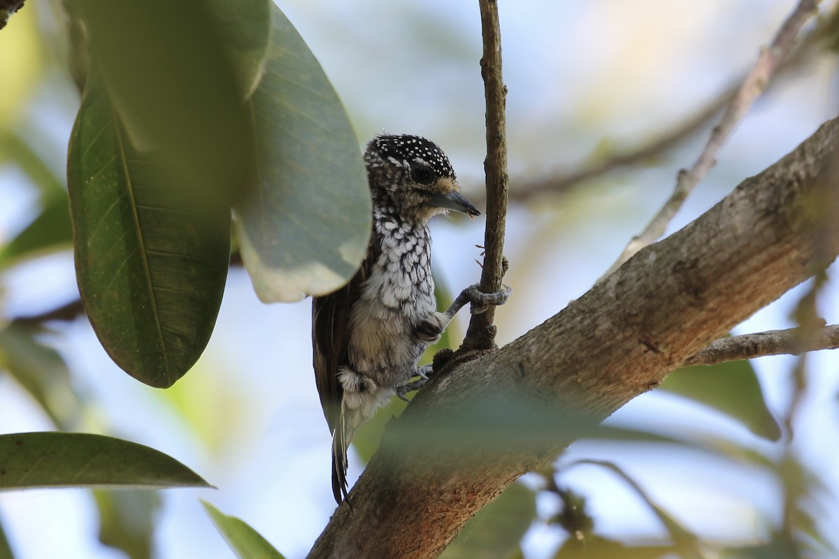 White-wedged Piculet - ML616760010
