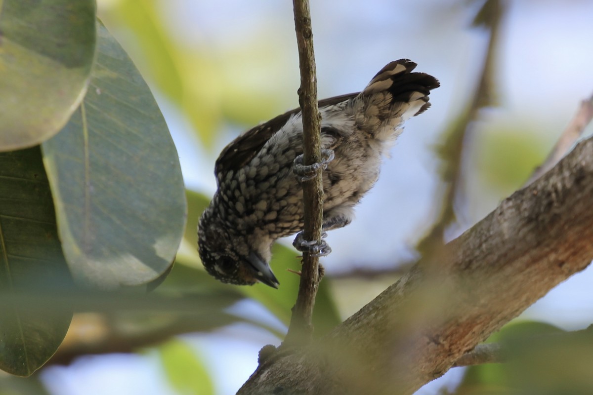 White-wedged Piculet - Tim Cowley