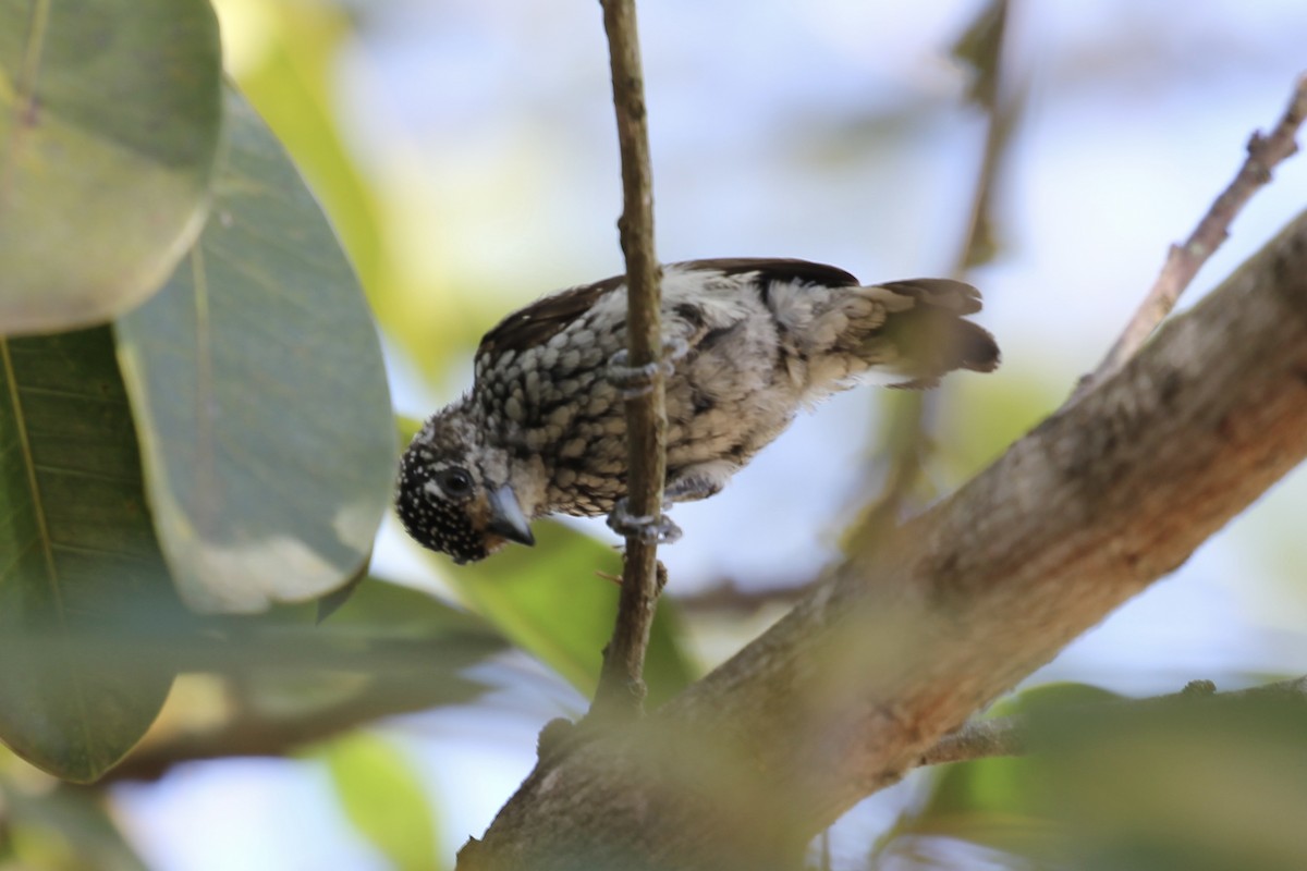 White-wedged Piculet - ML616760012