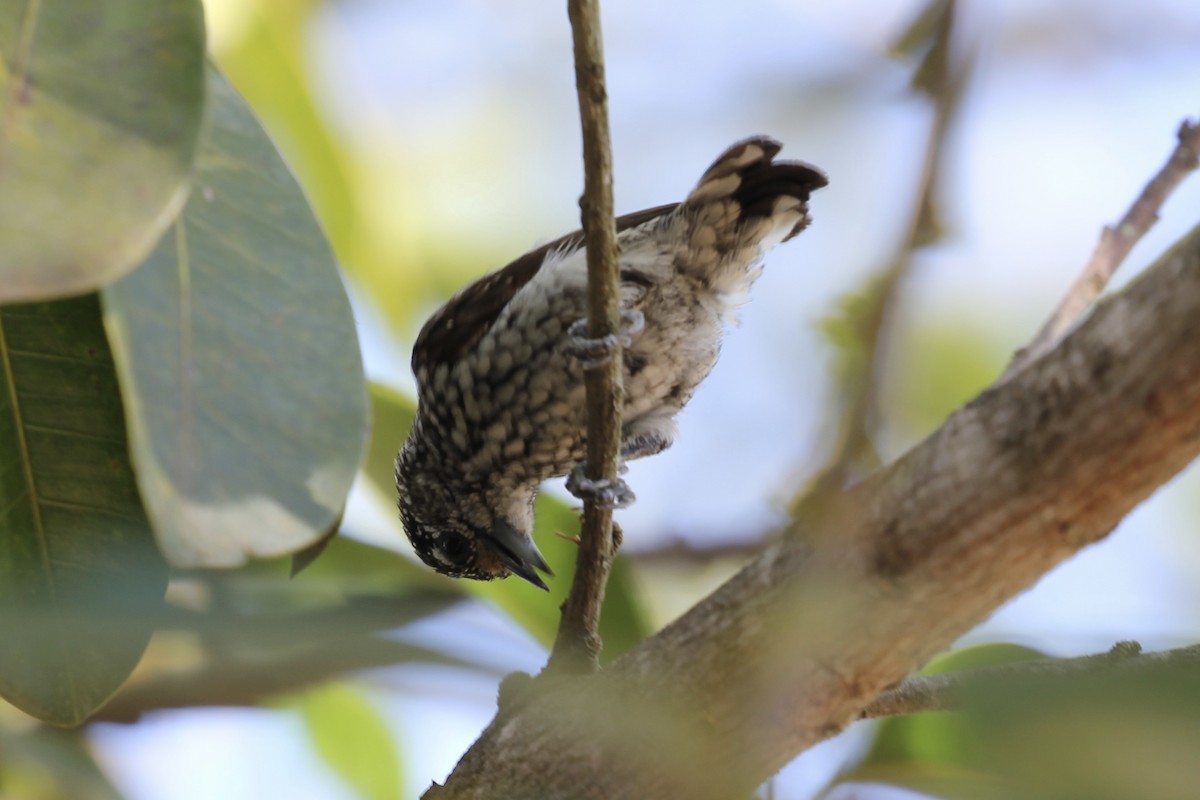 White-wedged Piculet - ML616760013