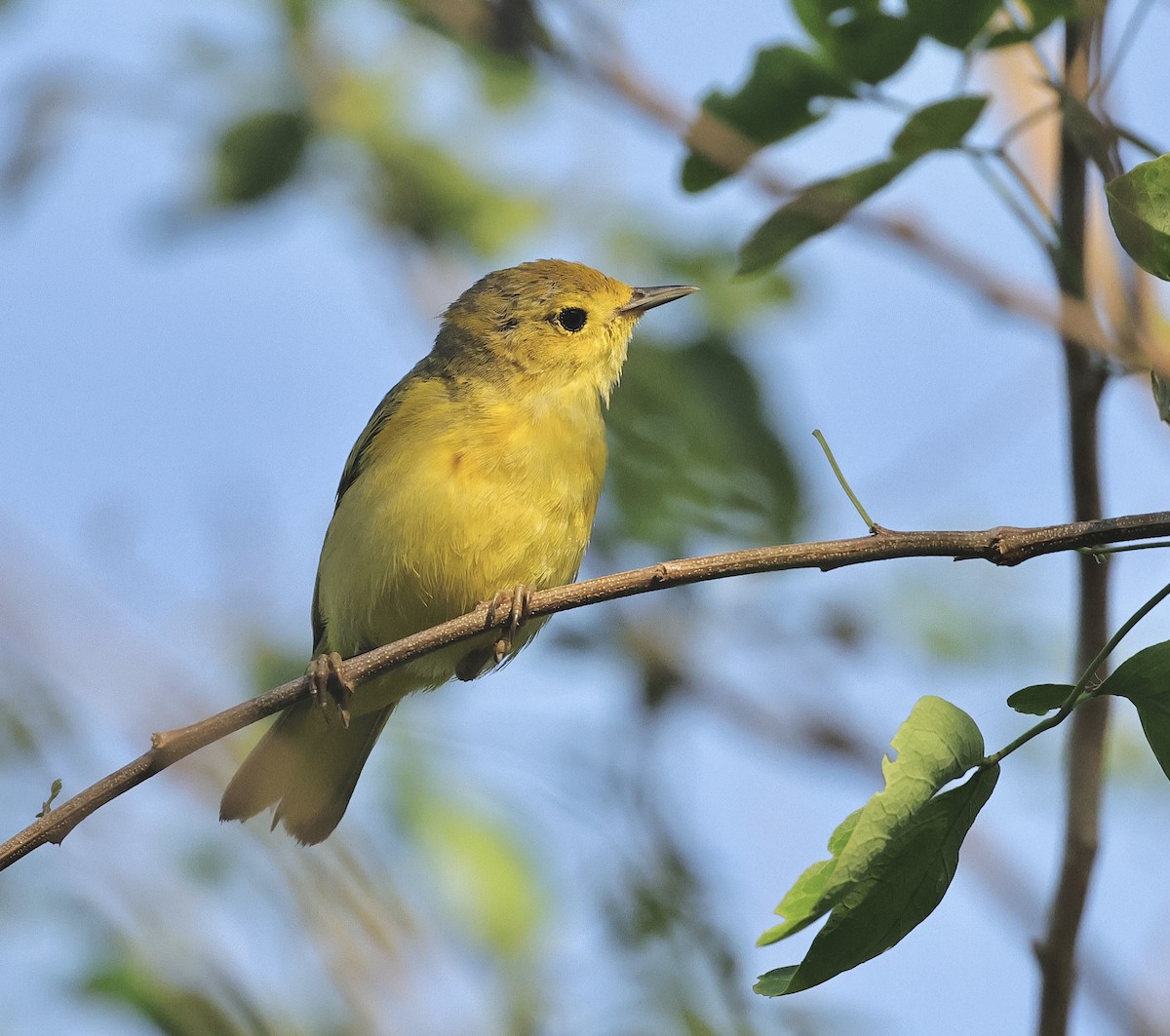 Yellow Warbler - Albert Linkowski