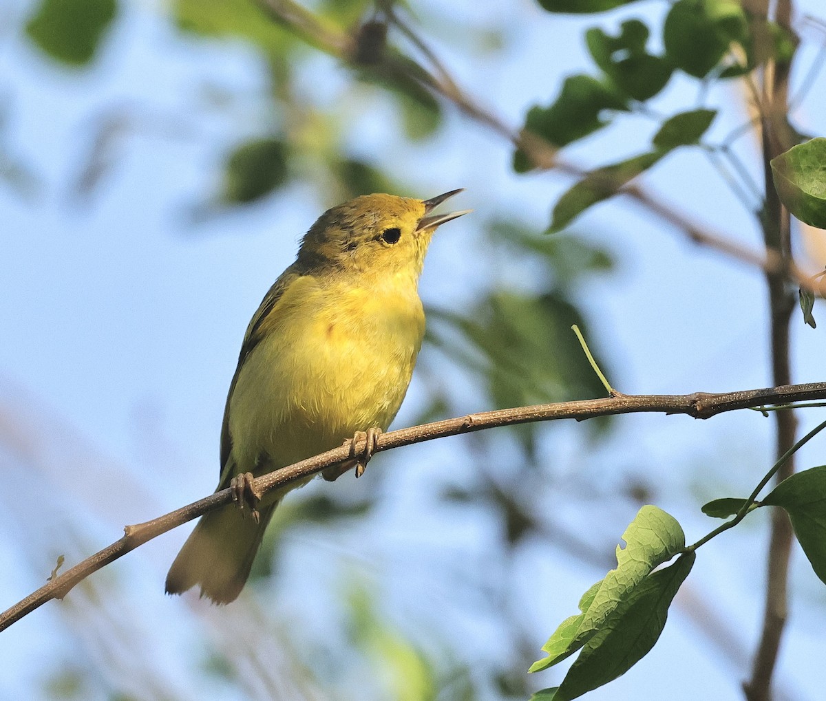 Yellow Warbler - Albert Linkowski
