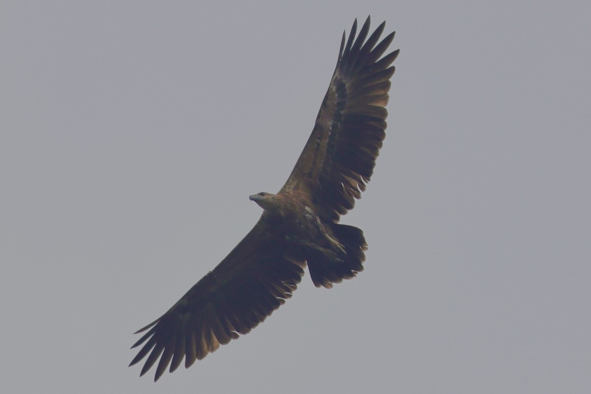 Соломонский орлан - ML616760360