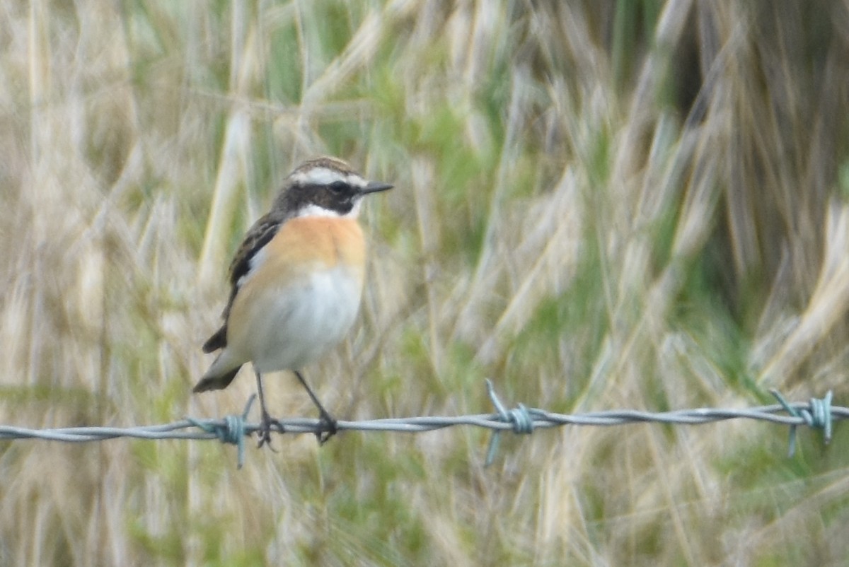 Whinchat - ML616760403