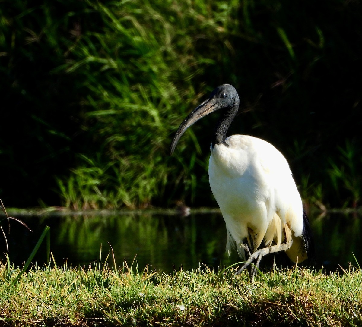 African Sacred Ibis - Gary Brent