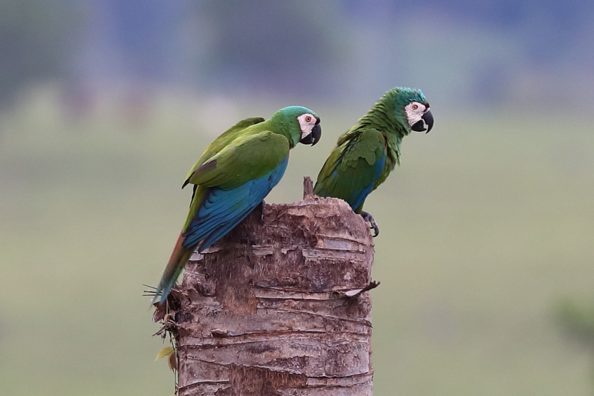 Chestnut-fronted Macaw - ML616760460