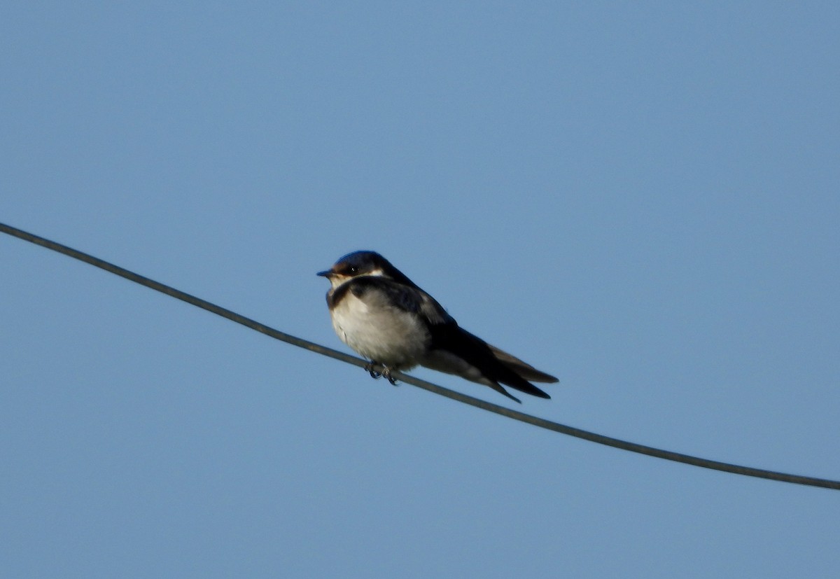 White-throated Swallow - ML616760464