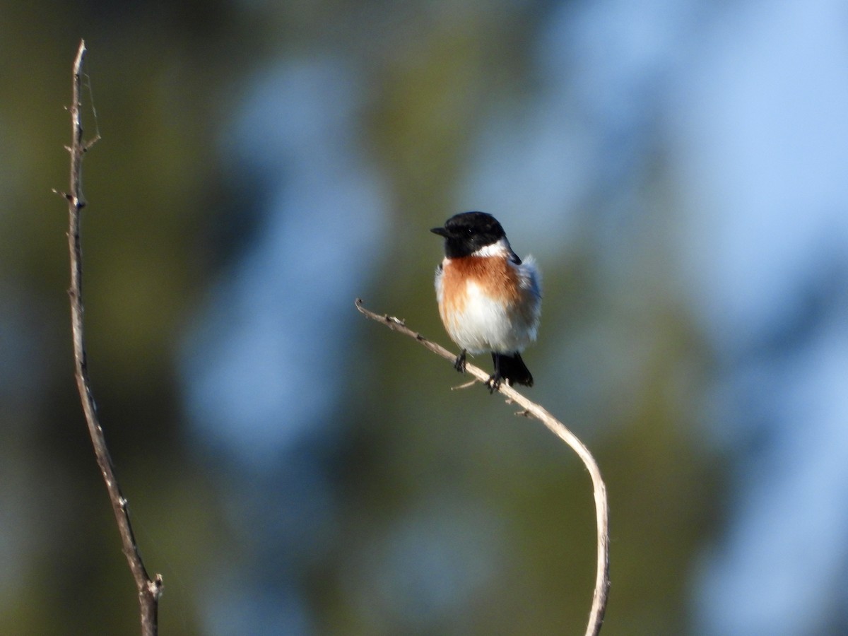 African Stonechat - ML616760471
