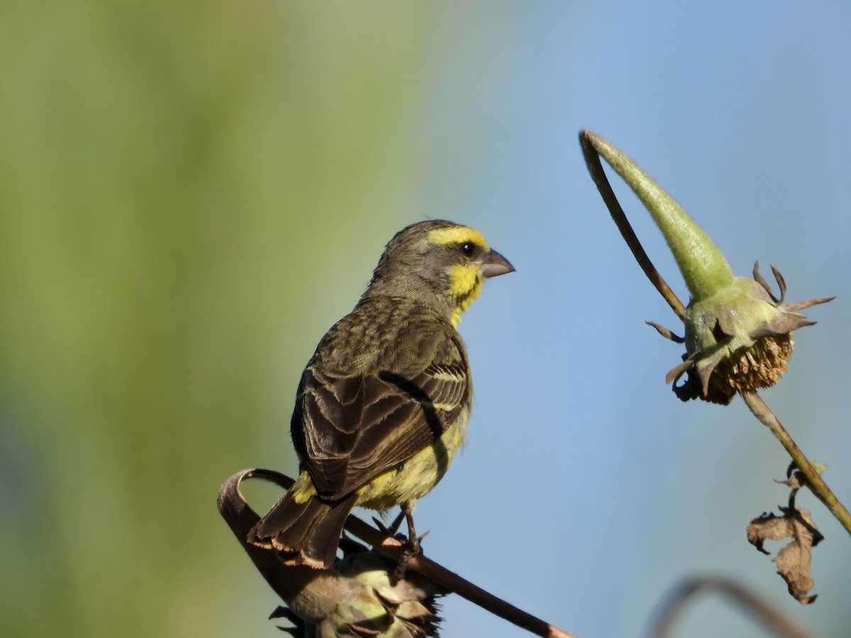 Yellow-fronted Canary - ML616760480