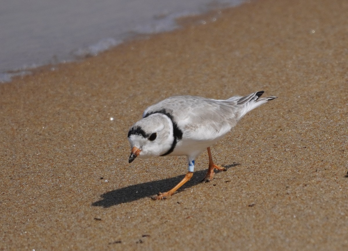 Piping Plover - ML616760503