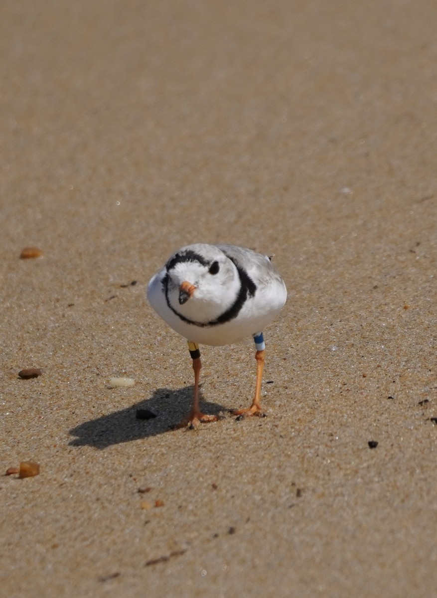 Piping Plover - ML616760504