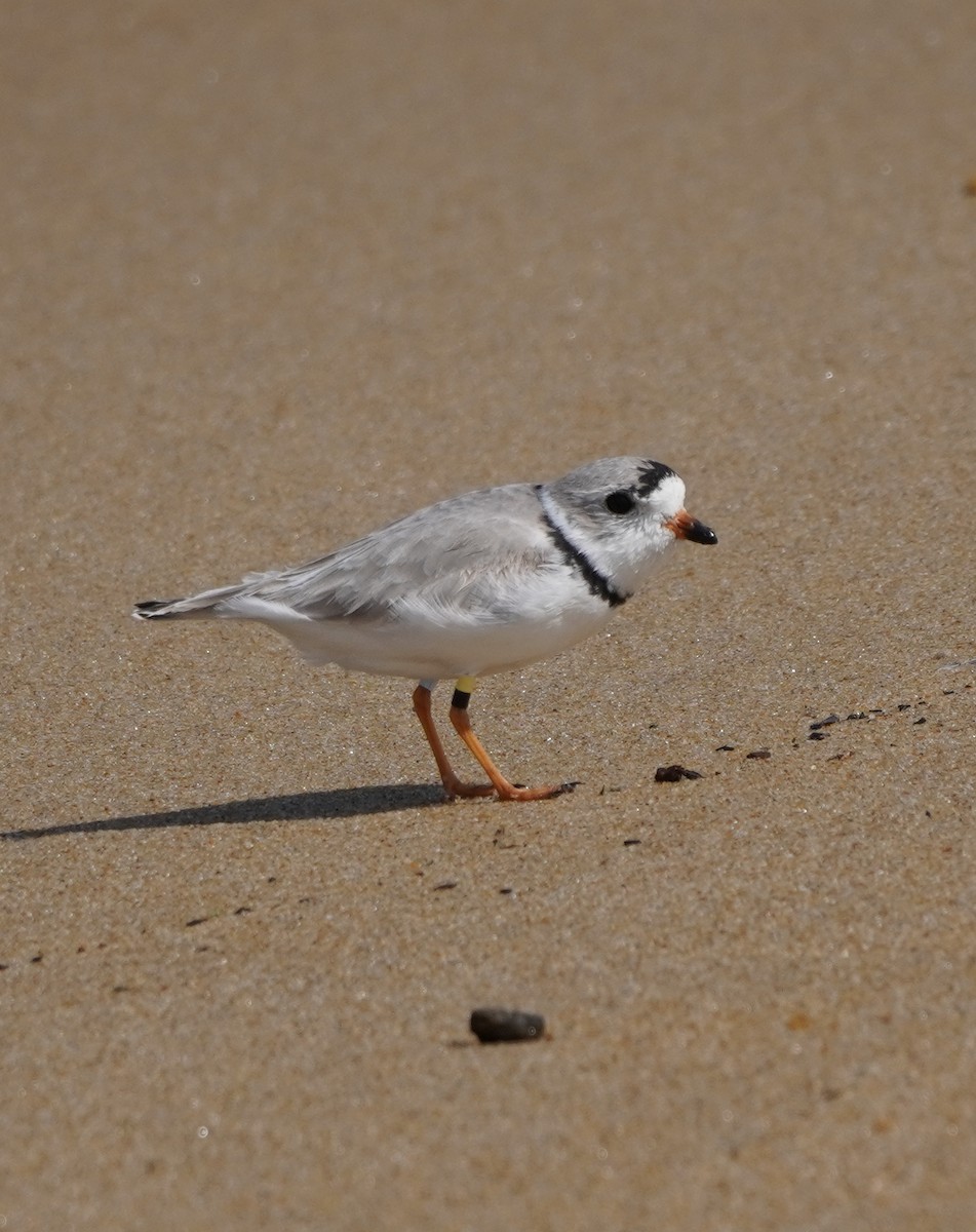 Piping Plover - ML616760506