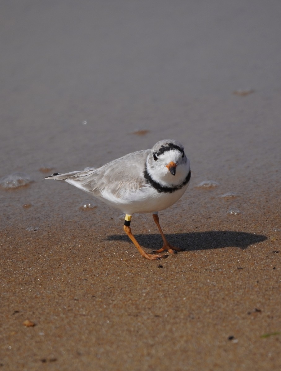 Piping Plover - ML616760509