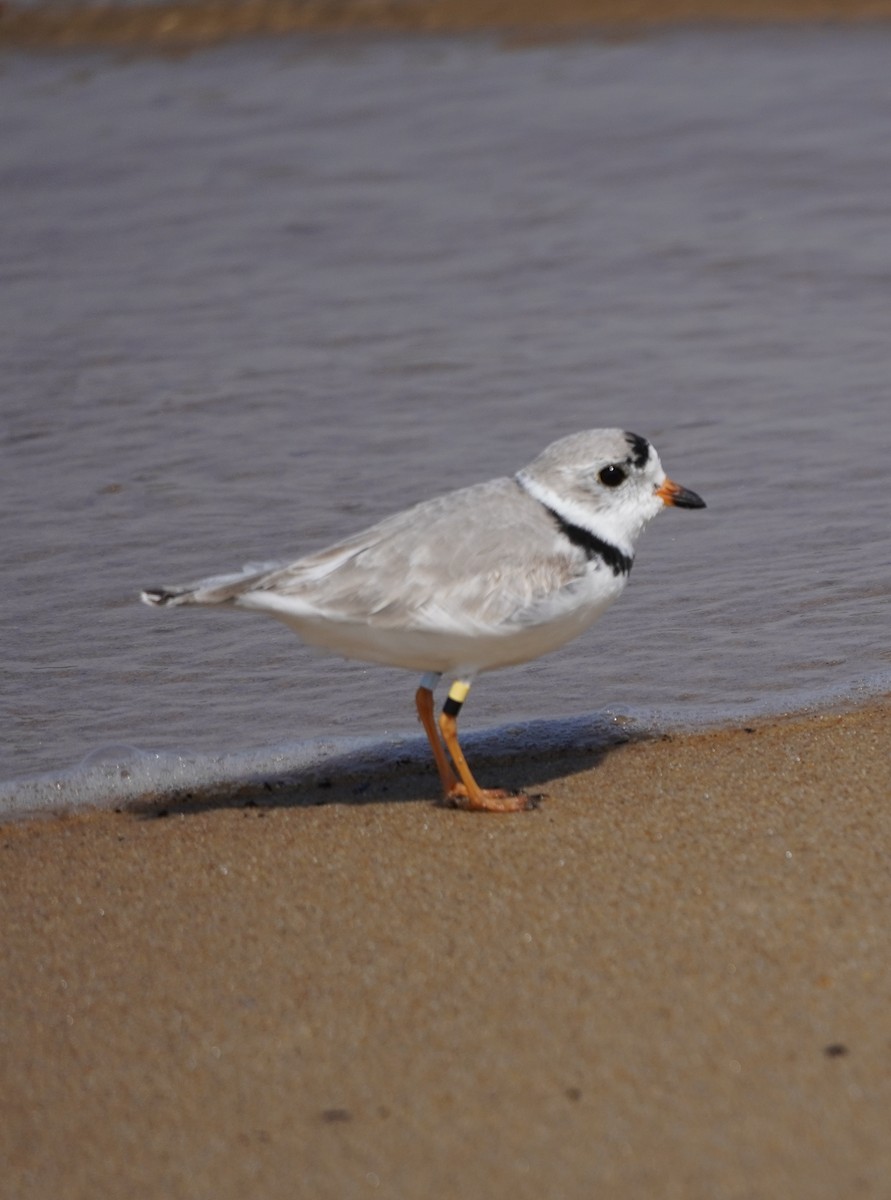 Piping Plover - ML616760512